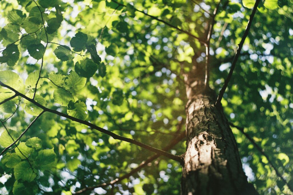 tree trimming near me